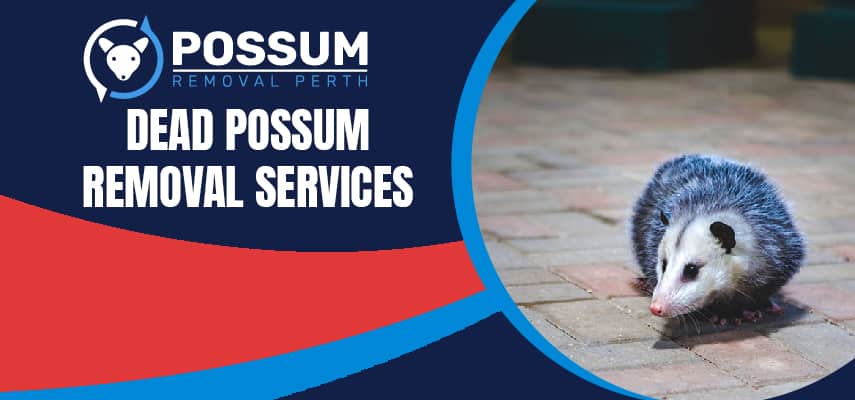 Dead Possum Removal Services