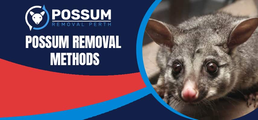 Effective Possum Removal Methods