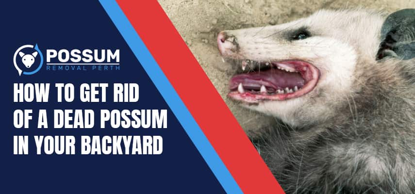 Get Rid Of A Dead Possum In Your Backyard