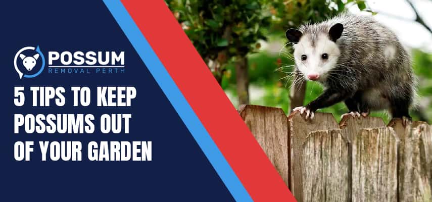 Keep Possums Out Of Your Garden