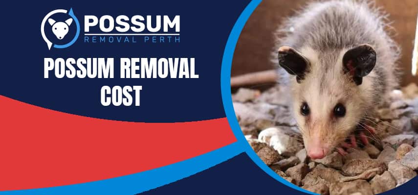 Possum Removal Cost In Perth