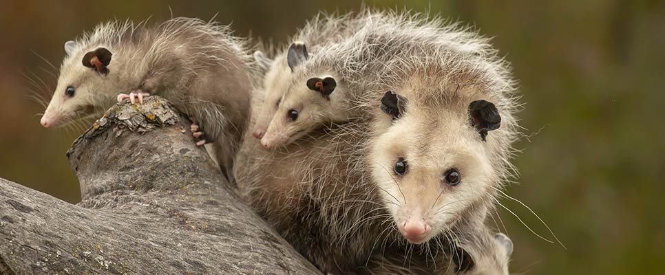 How To Possum Proof Your Roof