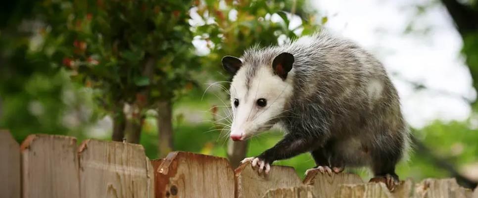 Top Reasons Why Possums Are Near Your Home