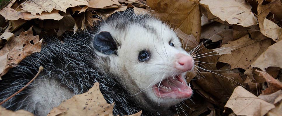 When To Call A Professional For Possum Removal